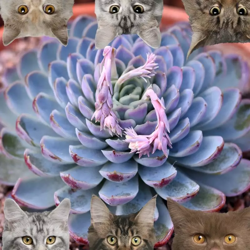 Blue Echeveria and cats