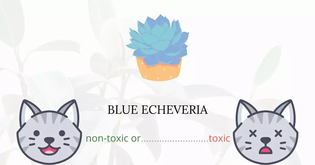Is Blue Echeveria Toxic For Cats