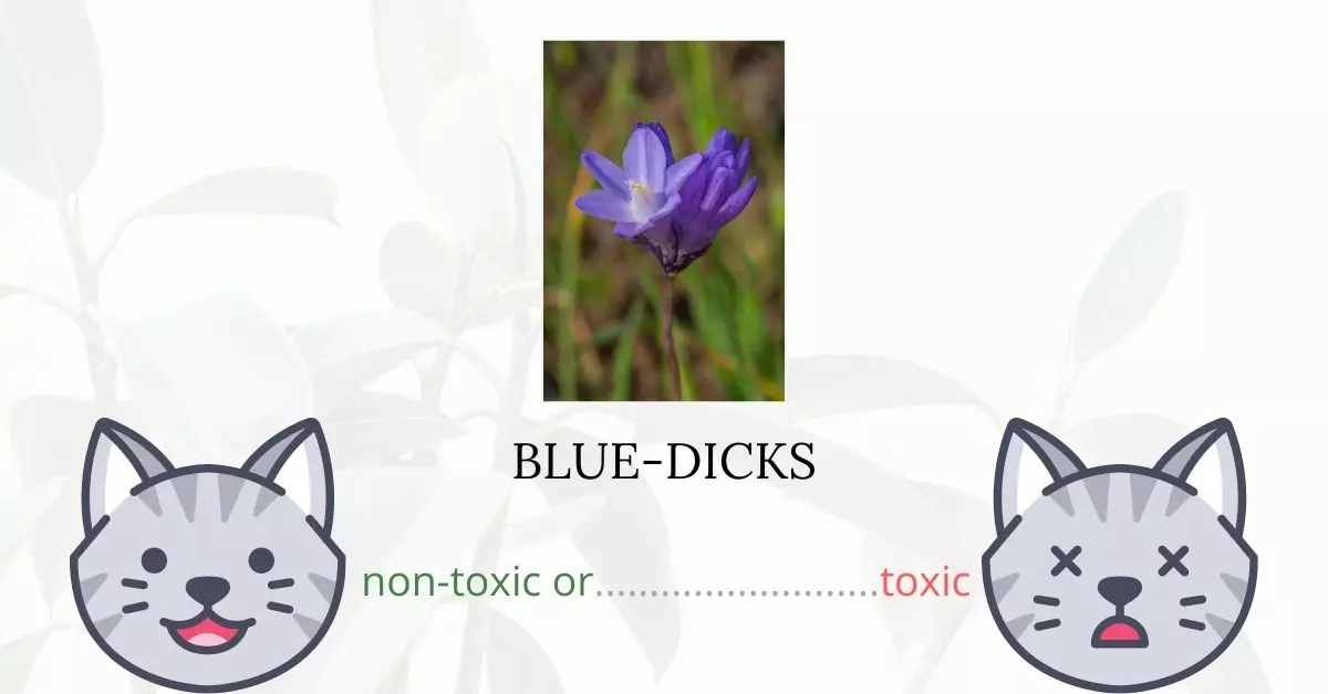 Are Blue-dicks or Wild Hyacinth Toxic For Cats