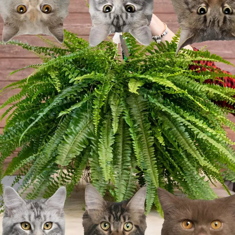 Boston Fern and cats