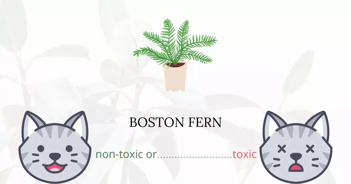Is Boston Fern Toxic For Cats