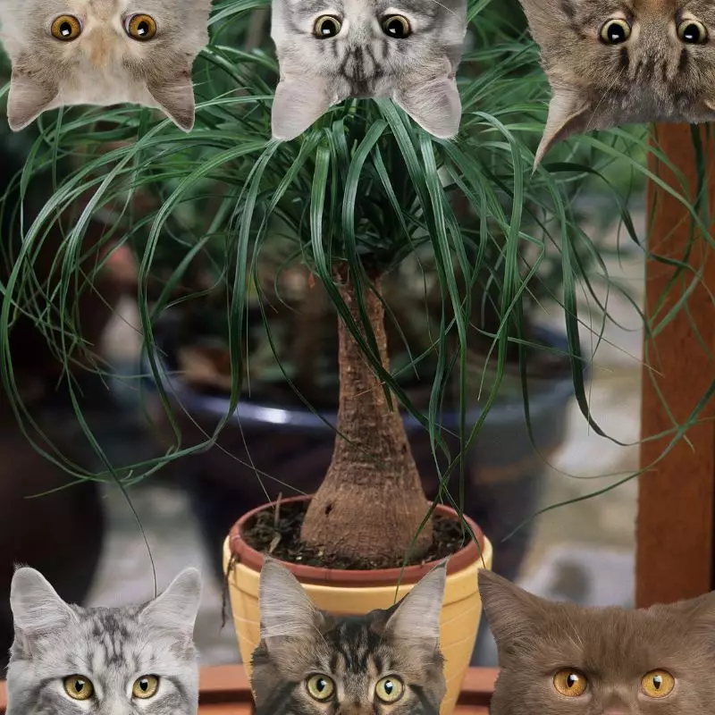Bottle Palm and cats