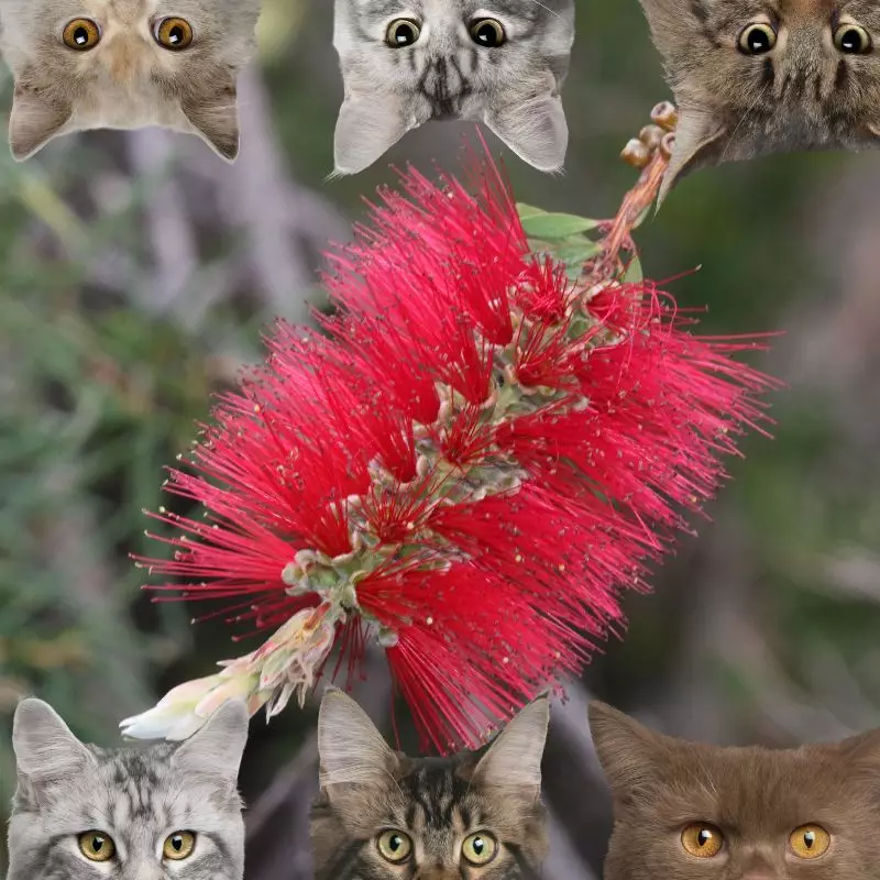 Bottlebrush and cats