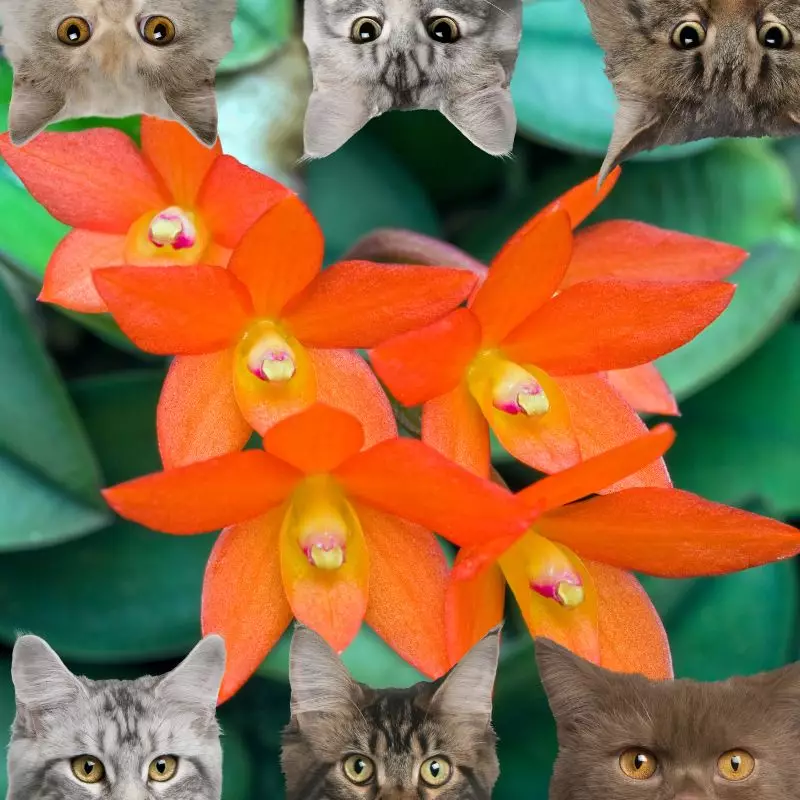 Brazilian Orchid and cats