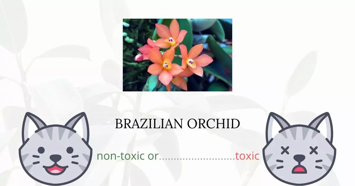 Is Brazilian Orchid Toxic For Cats