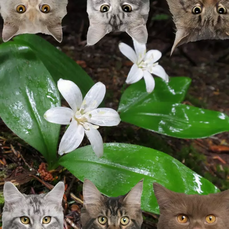 Bride’s Bonnet and cats