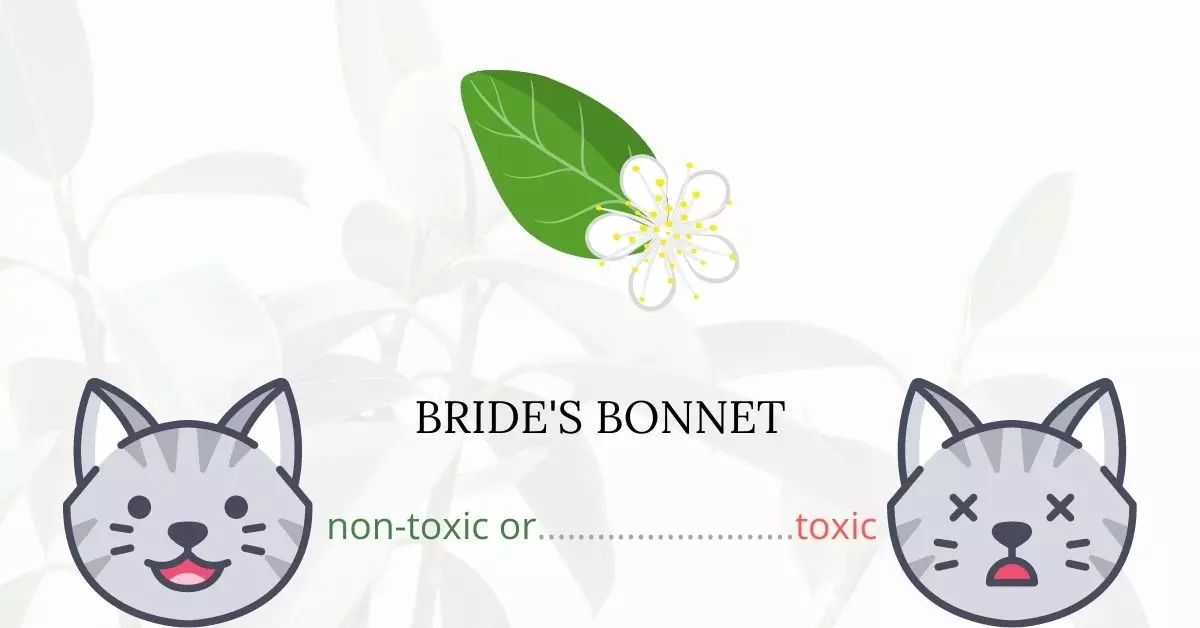 Is Bride's Bonnet or Queen's CupToxic For Cats