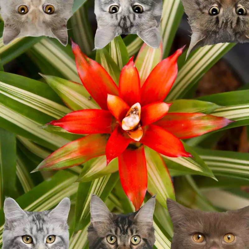 Bromeliad and cats
