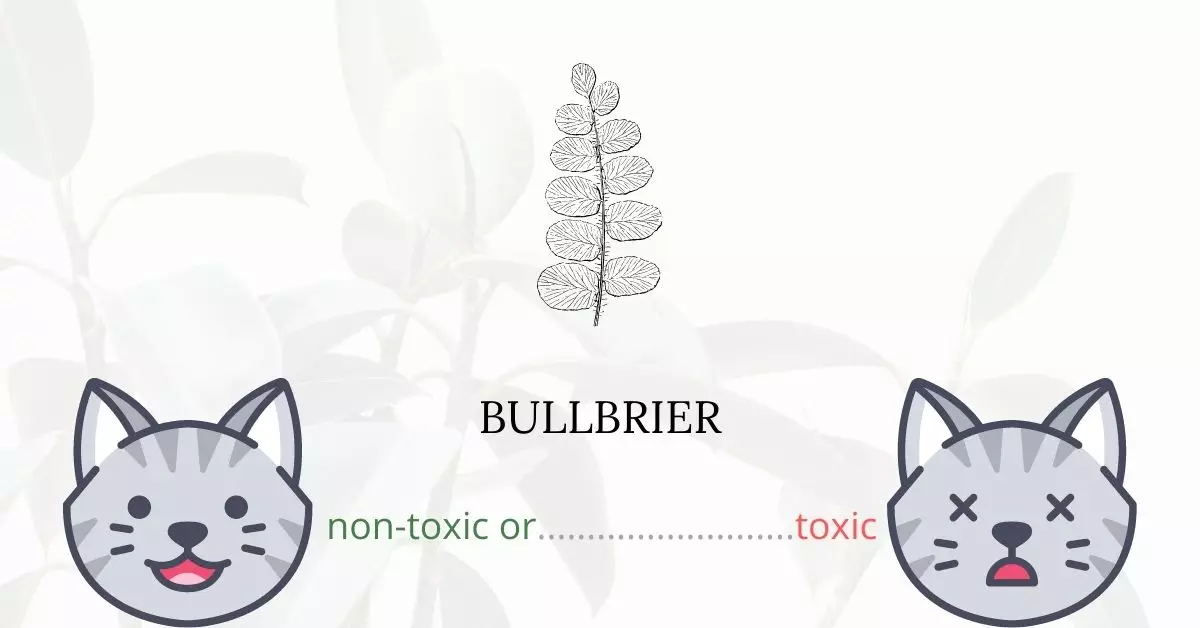 Is Bullbrier Toxic For Cats