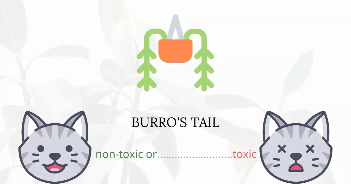 Is Burro's Tail Toxic For Cats