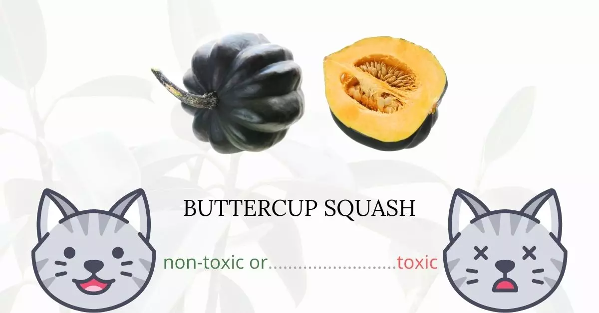 Is Buttercup Squash Toxic For Cats