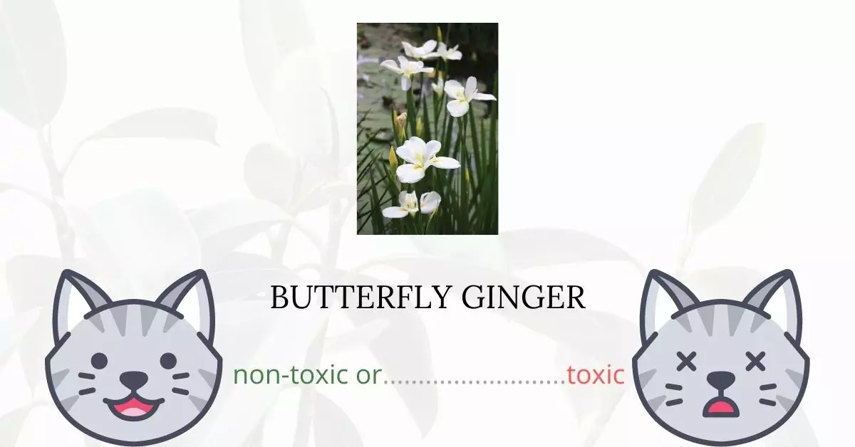 Is Butterfly Ginger Toxic For Cats