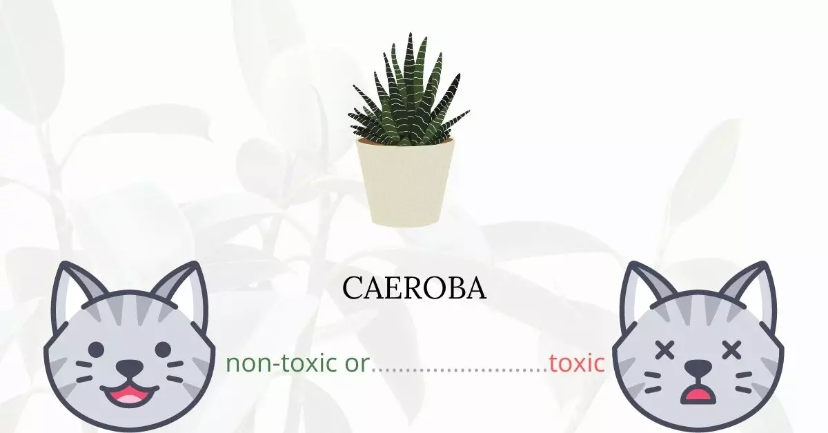 Is Caeroba Toxic For Cats