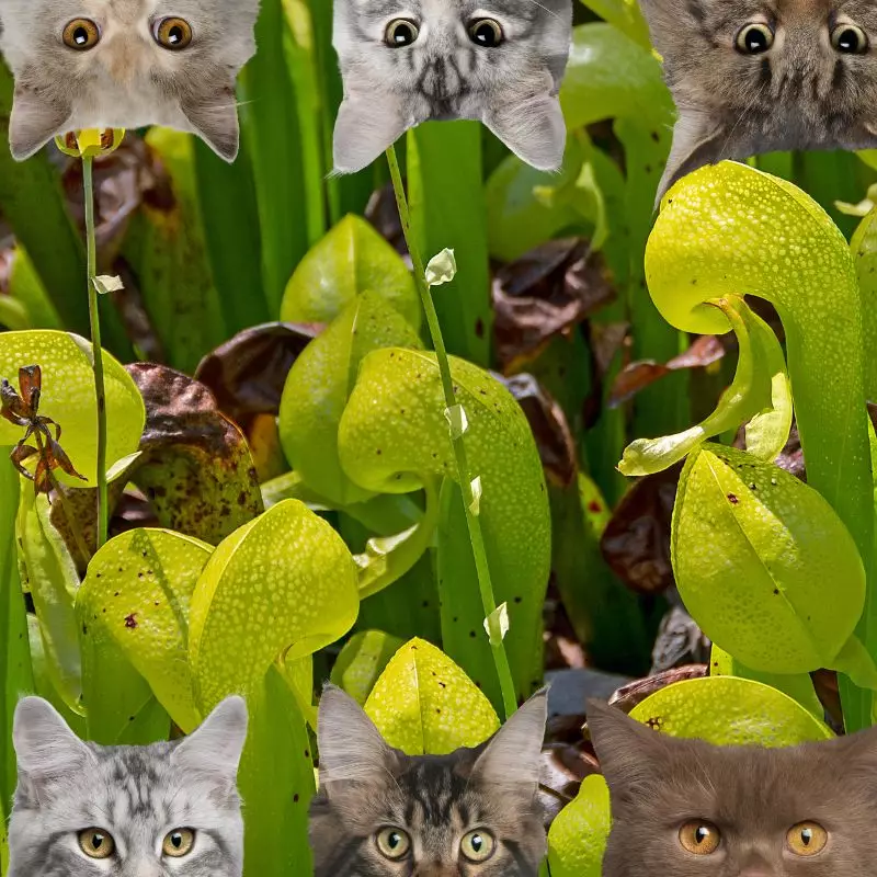 California Pitcher Plant and cats