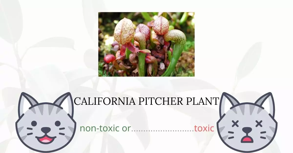 Is California Pitcher Plant Toxic For Cats
