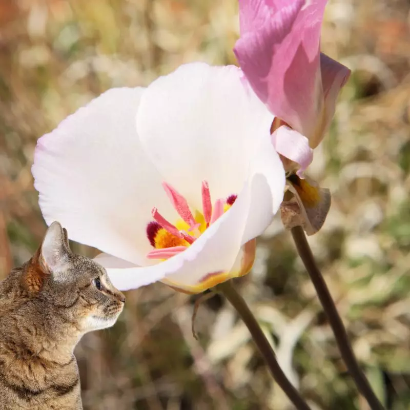 Calochortus Nuttallii and a cat nearby