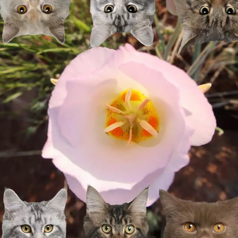 Calochortus Nuttallii and cats