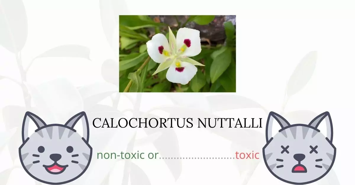 Is Clochortus Nuttalli Toxic For Cats
