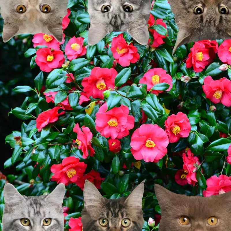 Camellia and cats