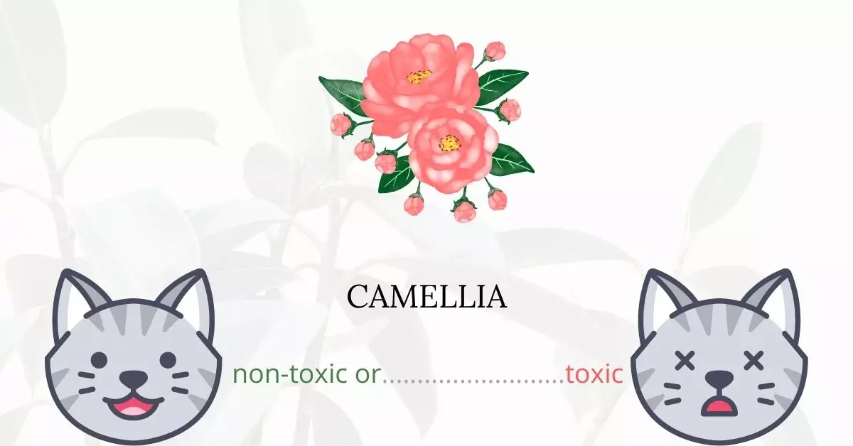Is Camellia Toxic For Cats