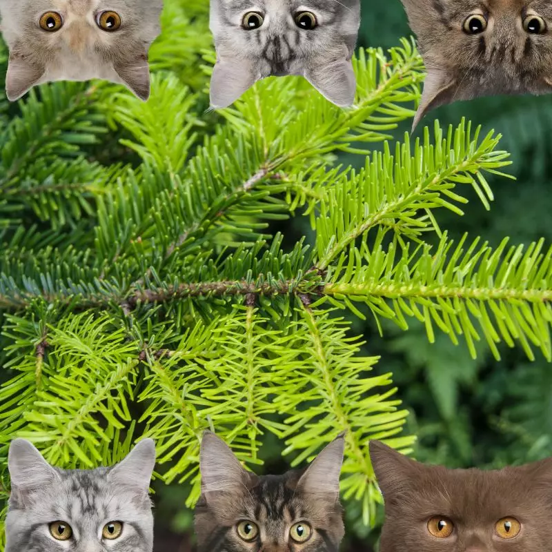 Canada Hemlock and cats