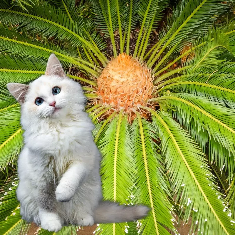 Canary Date Palm and a cat nearby