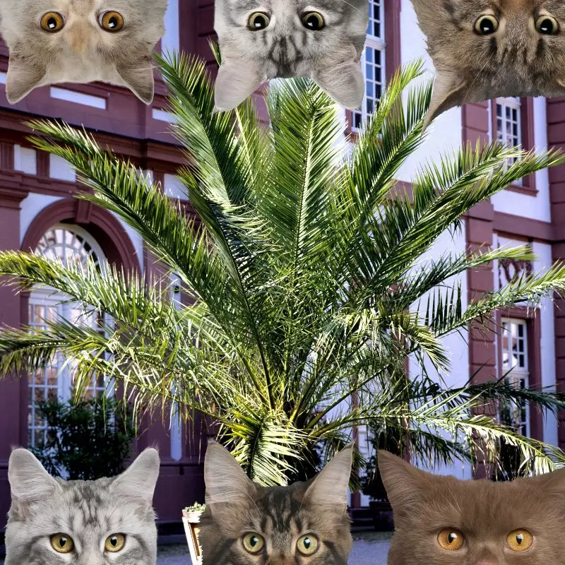Canary Date Palm and cats