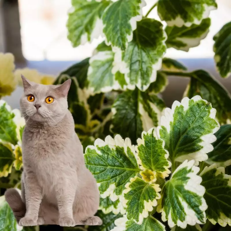 Candle Plant and a cat nearby