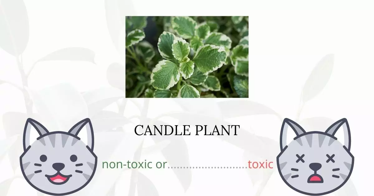 Is Candle Plant Toxic For Cats