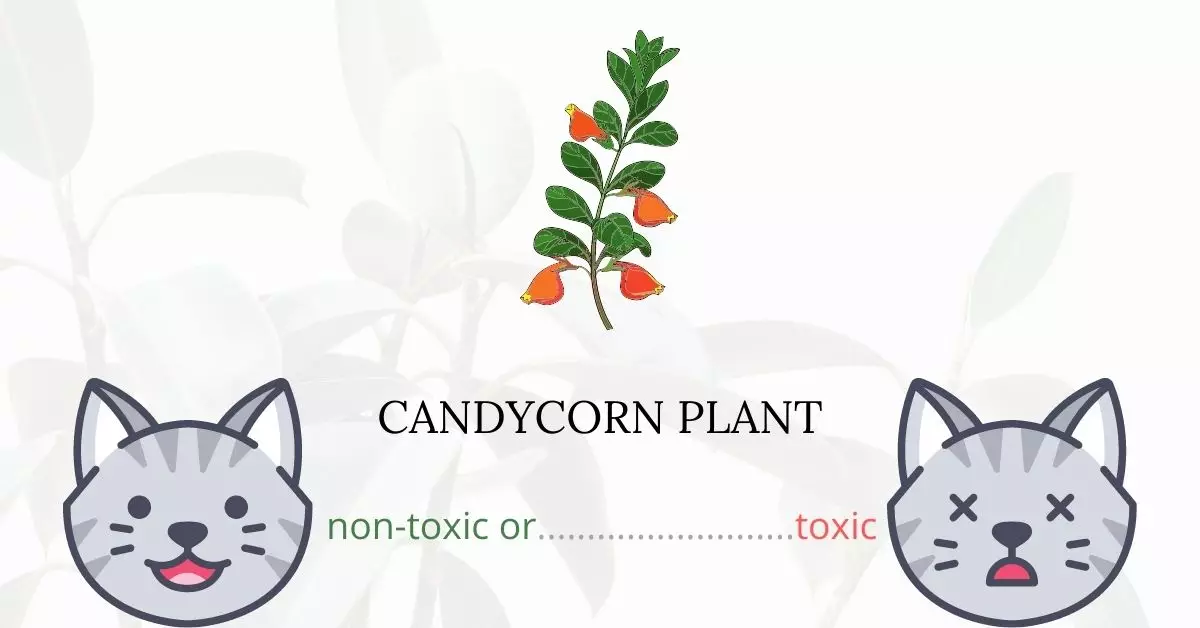 Is Candycorn Plant Toxic For Cats