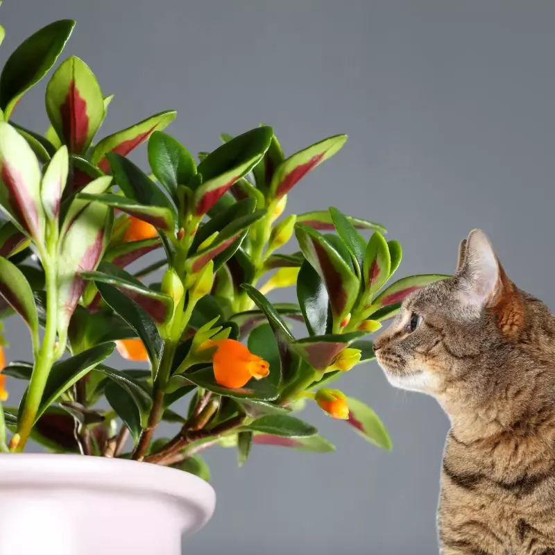 Candycorn Plant and a cat nearby