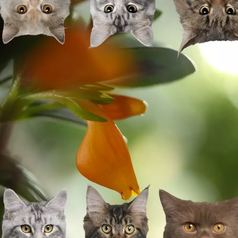 Candycorn Plant and cats