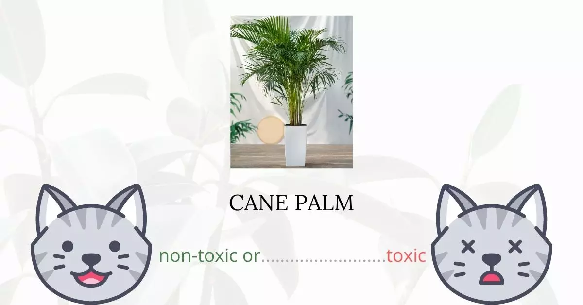 Is Cane Palm Toxic For Cats