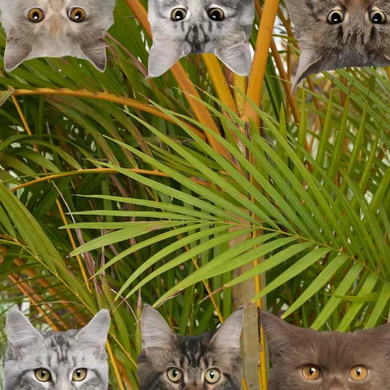 Cane Palm and cats