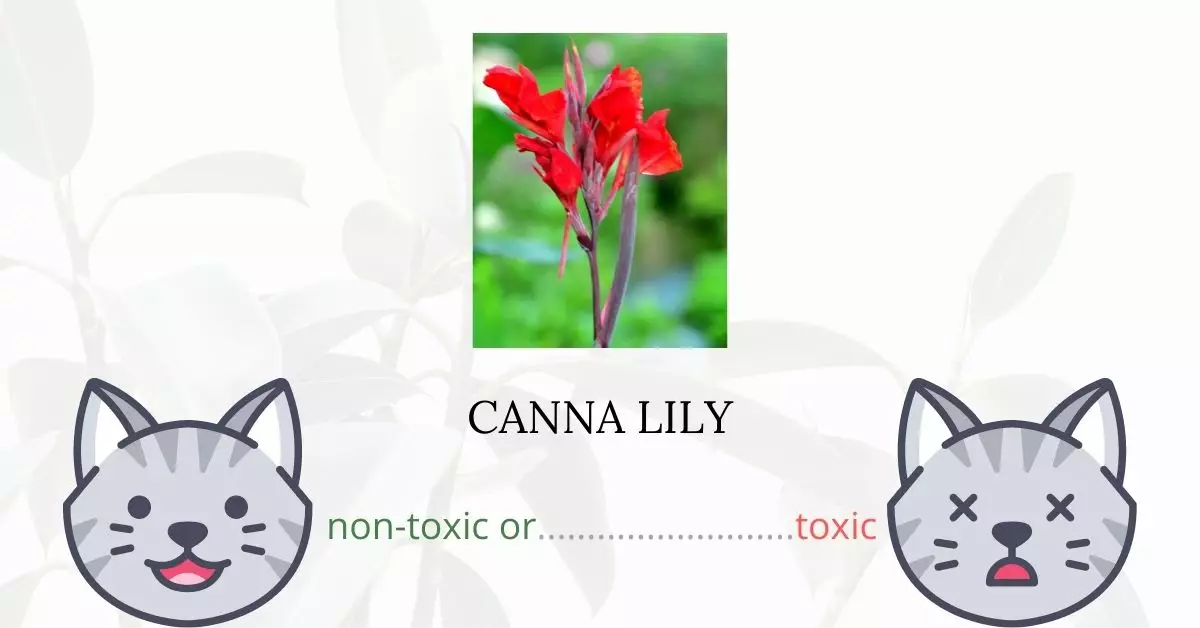 Is Canna Lily Toxic For Cats