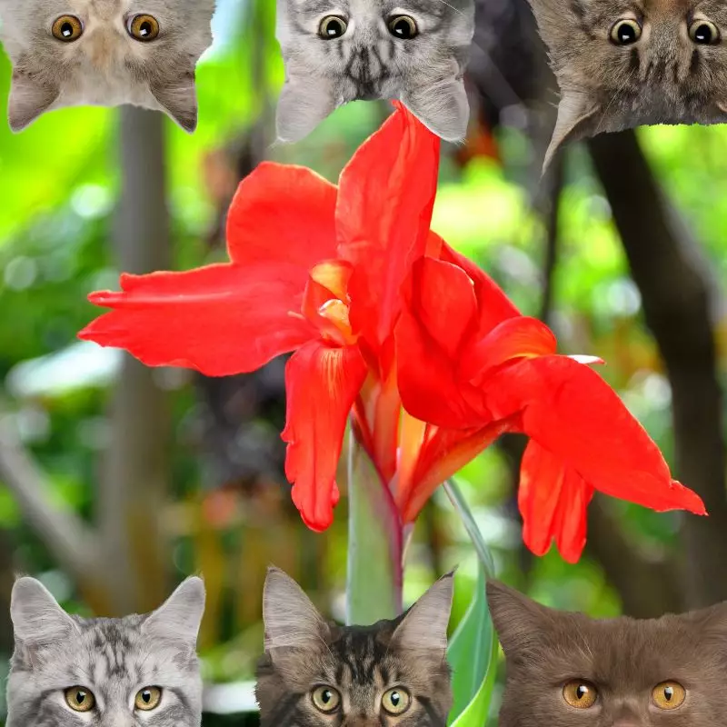 Canna Lily and cats
