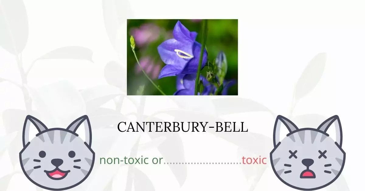 Is Canterbury-Bell Toxic For Cats