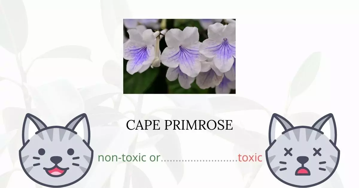 Is Cape Primrose Toxic For Cats