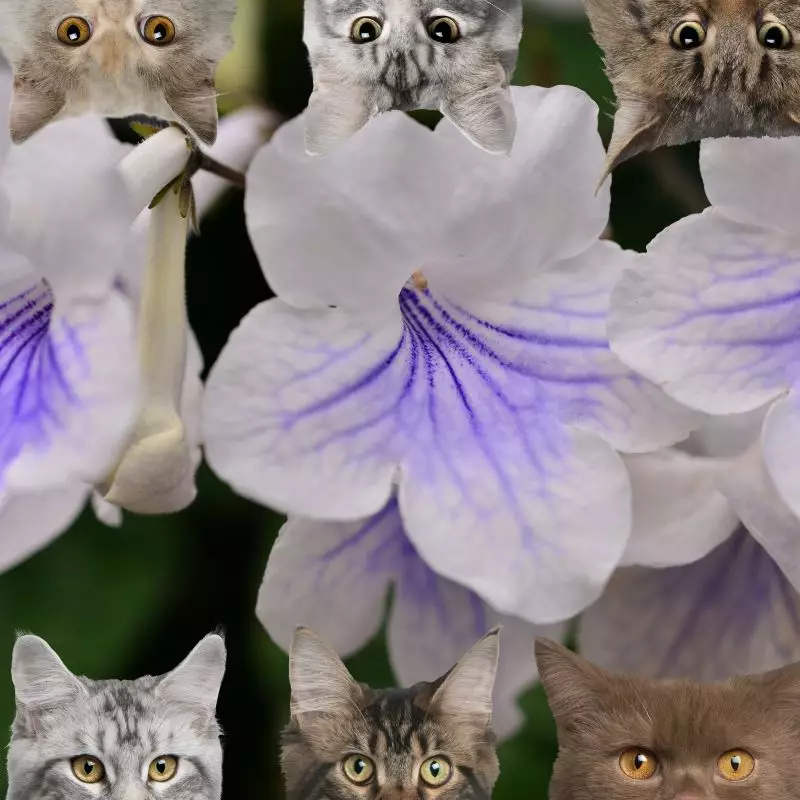 Cape Primrose and cats