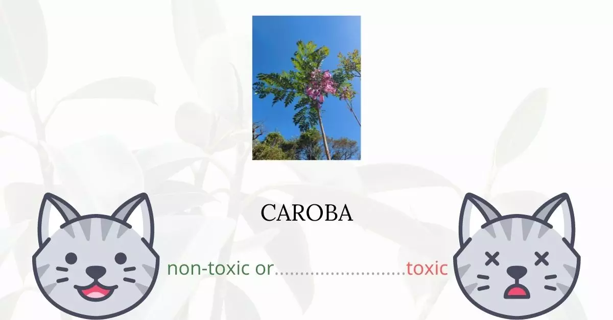 Is Caroba Toxic For Cats