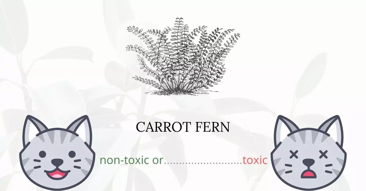 Is Carrot Fern Toxic For Cats