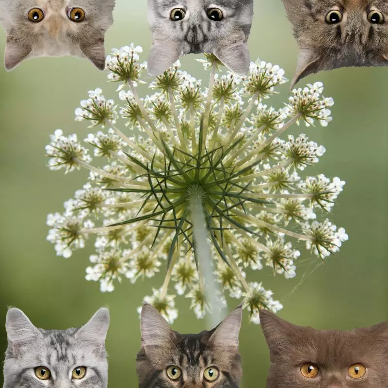 Carrot Flower and cats