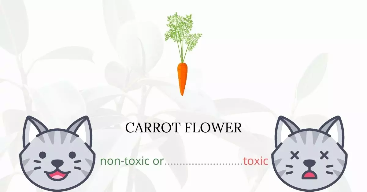 Is Carrot Flower or Garden Carrot Toxic For Cats