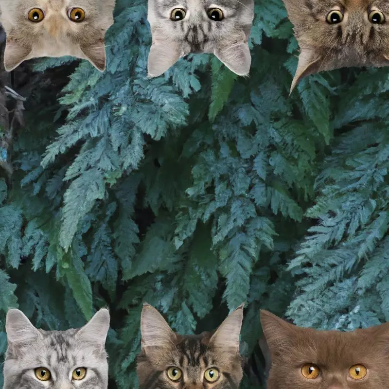 Carrot fern and cats