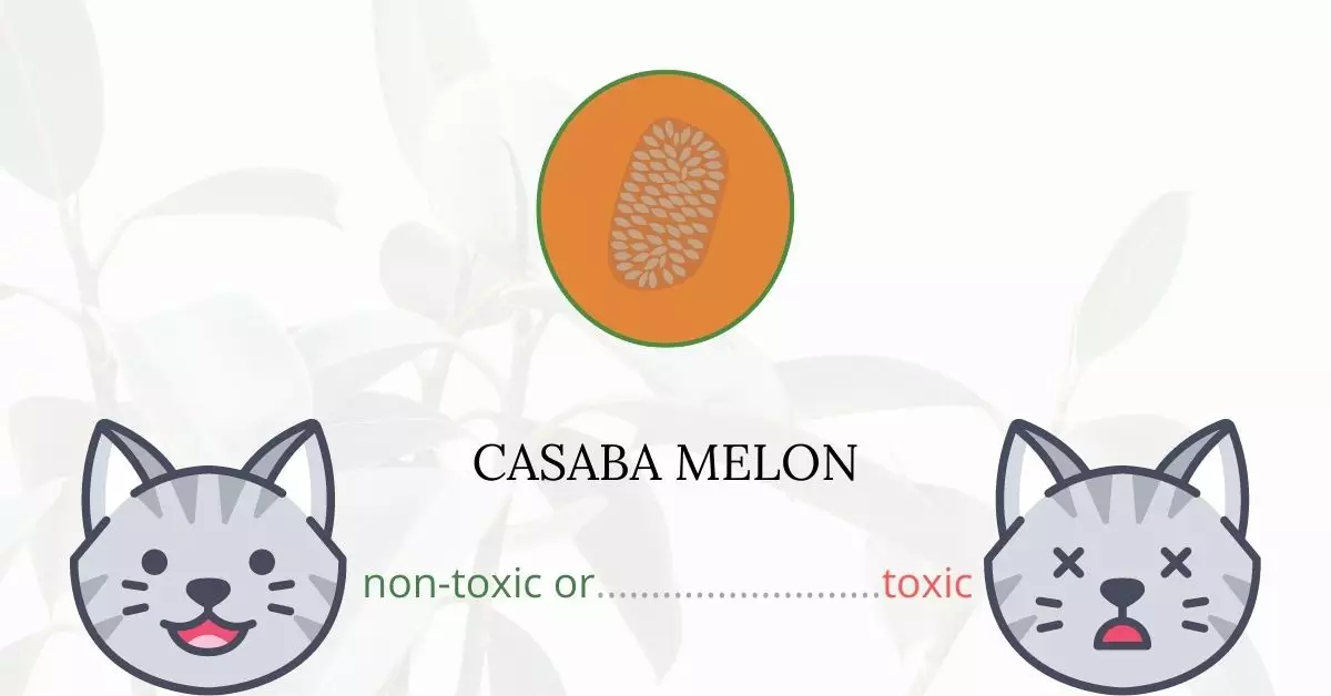Is Casaba Melon or Honeydew Melon Toxic For Cats
