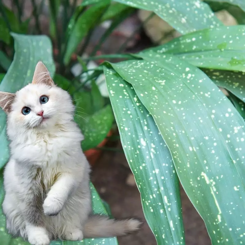 Cast Iron Plant and a cat nearby