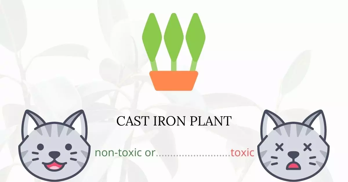 Is Cast Iron Plant Toxic For Cats