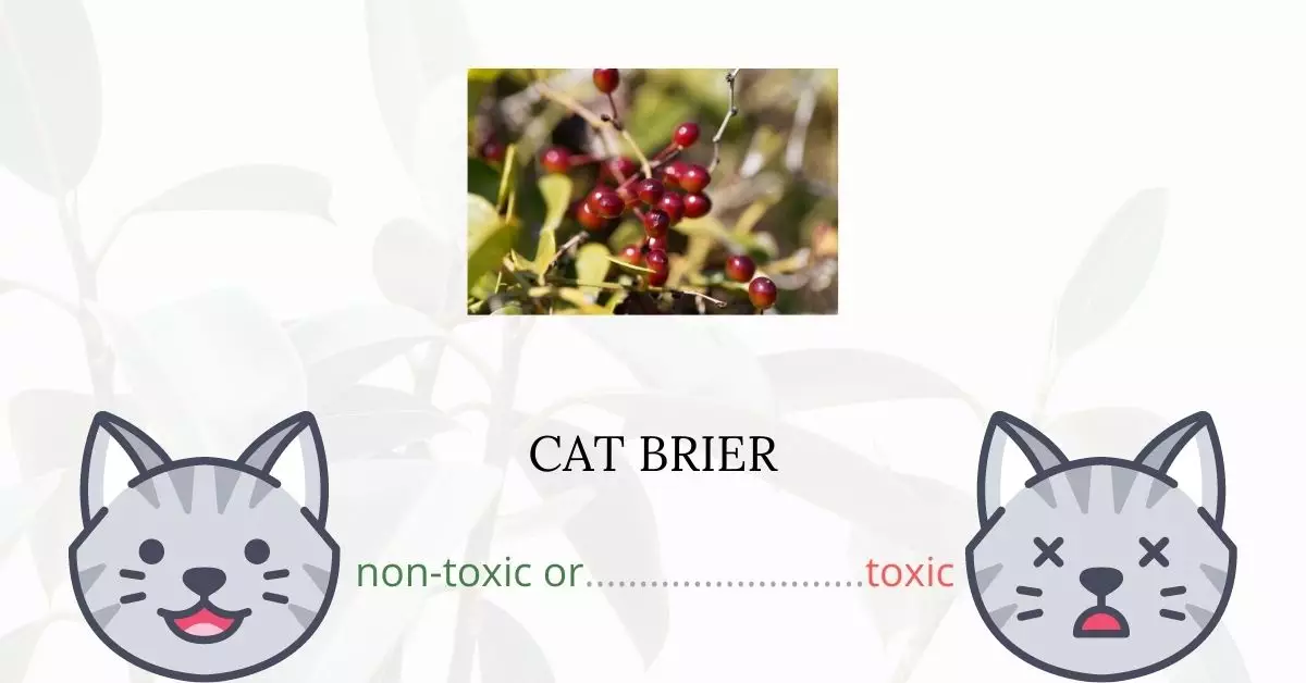 Is Cat Brier Toxic For Cats