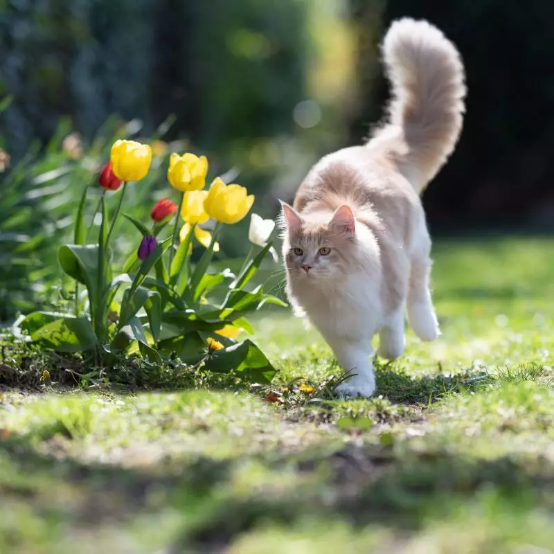 Cat and tulips