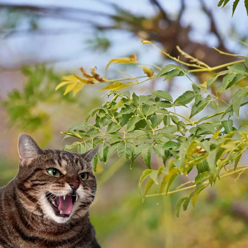 Cat hisses at Texas Umbrella Tree